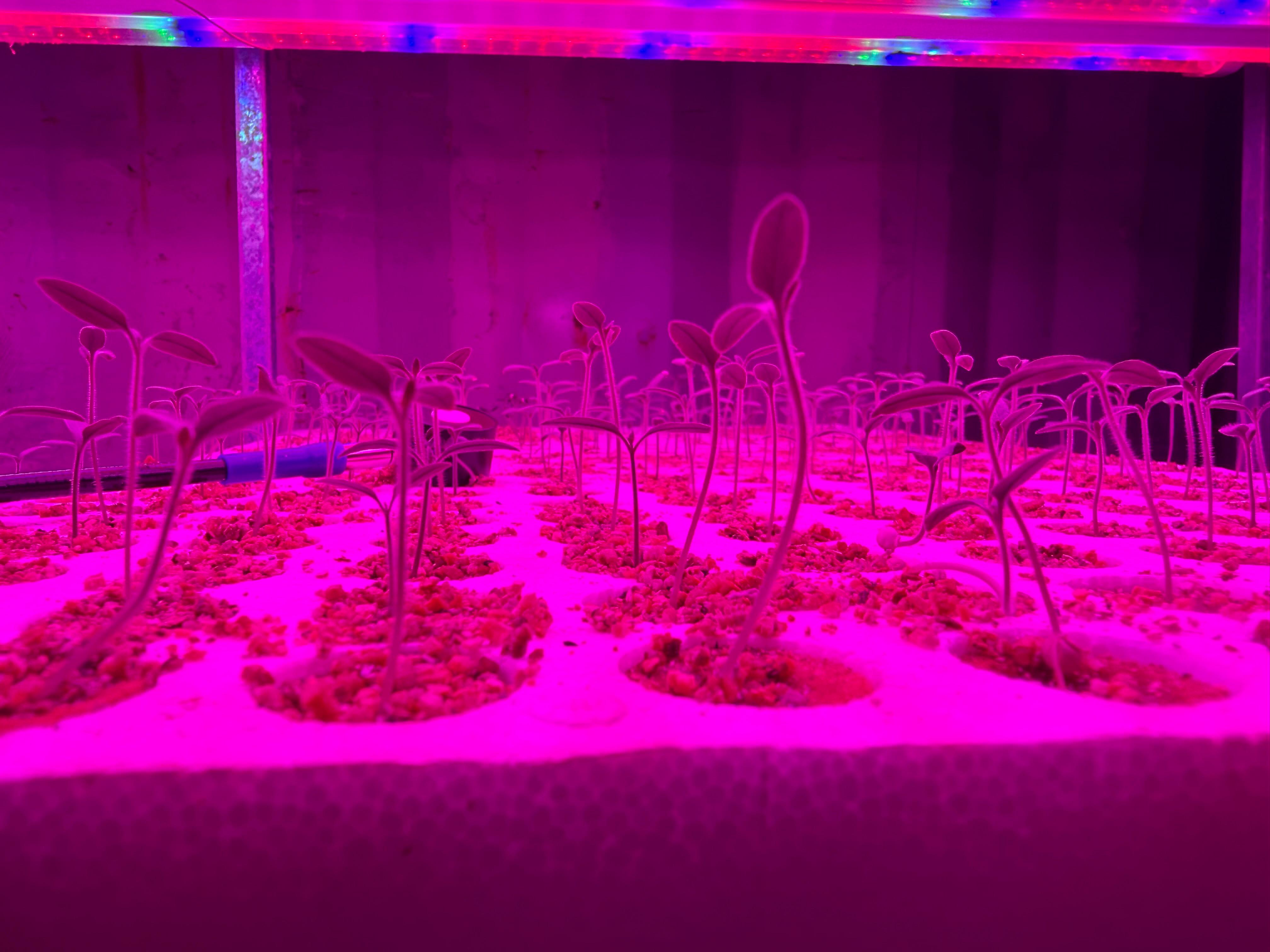 Germinación bajo iluminación artificial
