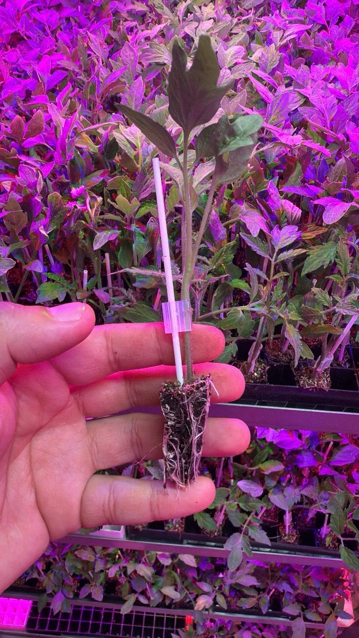 Detalle de una plántula injertada