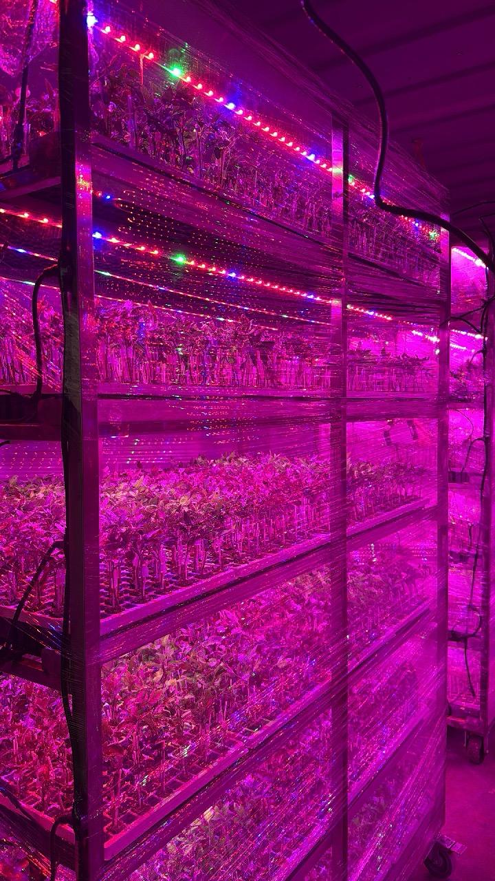 Sistema de producción con iluminación para propagación