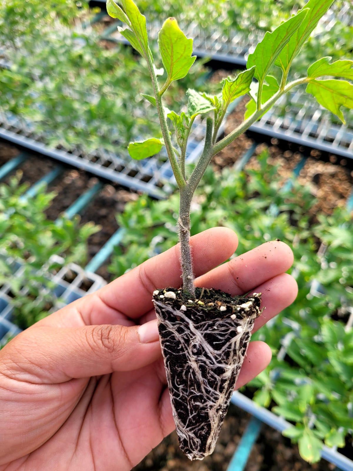 Plántula de tomate injertada
